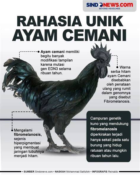 Infografika: Fibromelanóza a mechanizmus čiernej pigmentácie Ayam Cemani