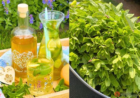 Infografika: Ako vyrobiť mätový sirup a extrakt - kroky a tipy