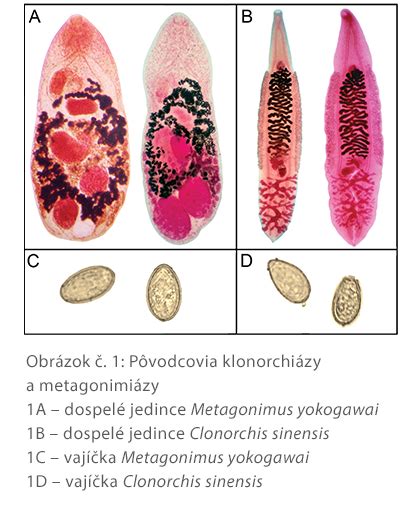 Ilustrácia zoonotických ochorení