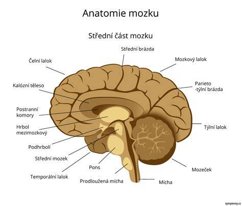 Infografika: anatomické časti hovädzej nožiny a miesto špik