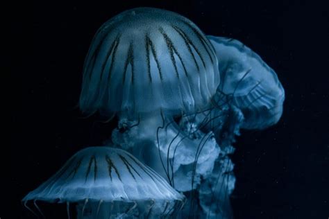 Bioluminiscencia v hlbokom mori