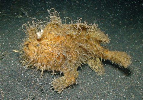 Antennarius striatus s návnadou