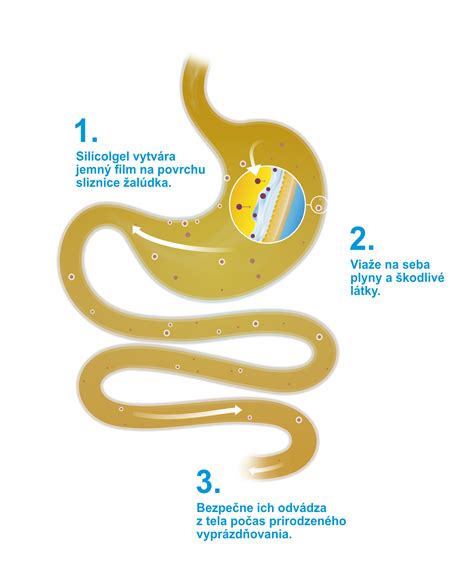 Infografika: ako funguje kvások a jeho kŕmenie