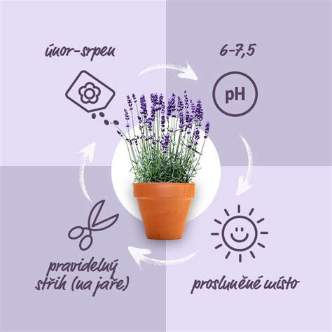infografika o účinkoch levandule