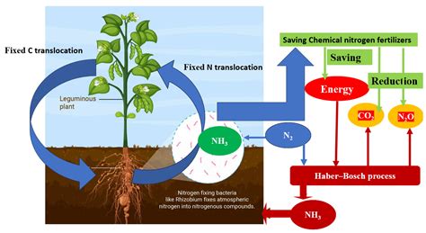 infographic on nitrogen-fixation by Rhizobium in legumes