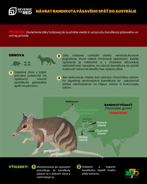 Infografika postupu ázijských kuracích krídel