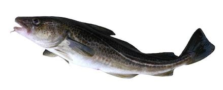 Treska škvrnitá s charakteristickými škvrnami