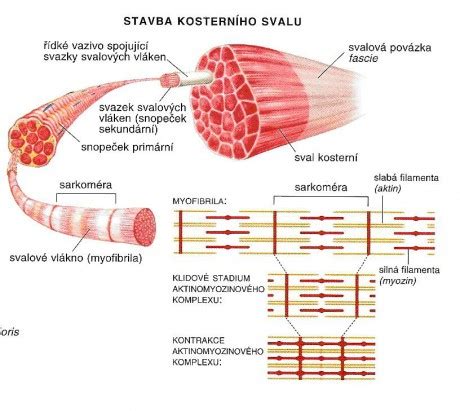 Štruktúra tela platézy