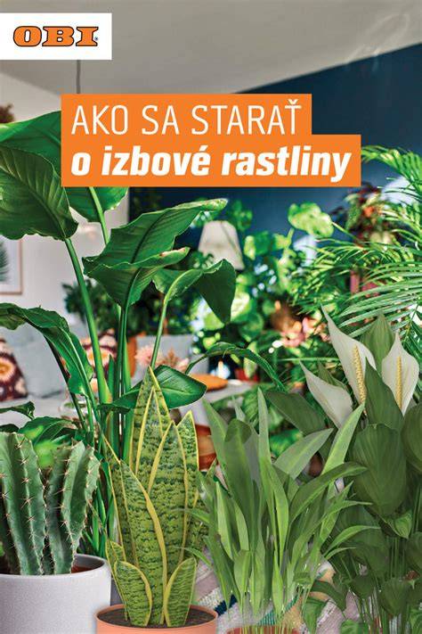Infografika: Správna starostlivosť a výstavba kurína