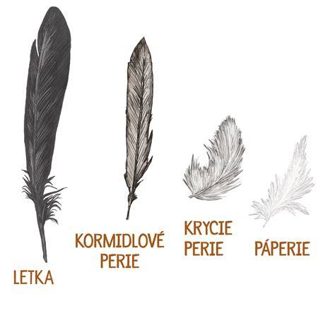 Perie vtákov a ich adaptácie na lietanie
