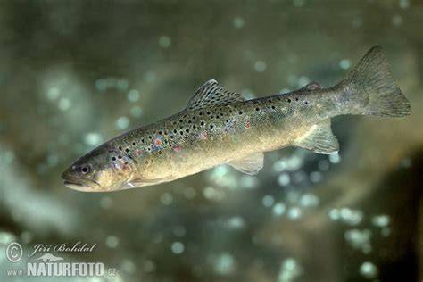 Foto: Pstruh potočný (Salmo trutta fario) - charakteristické červené škvrny a tuková plutvička