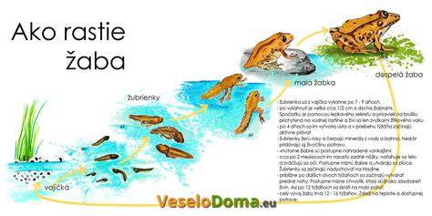Infografika: Životný cyklus pstruha od nakladenia ikier po dospelú rybu