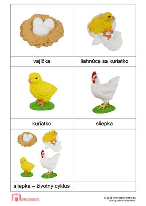 Životný cyklus sliepky: vajce → liahnutie → kuriatko → mladá sliepka → nosnica → staršia sliepka