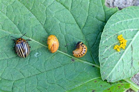 Morfológia pásavky zemiakovej: chrobák a larva, listová nákaza
