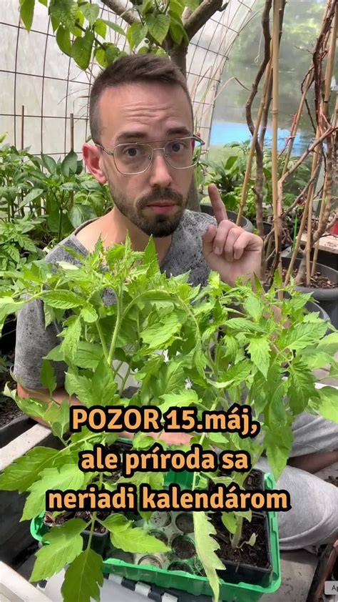 Infografika: Ideálny čas a teplota pre výsadbu cukety