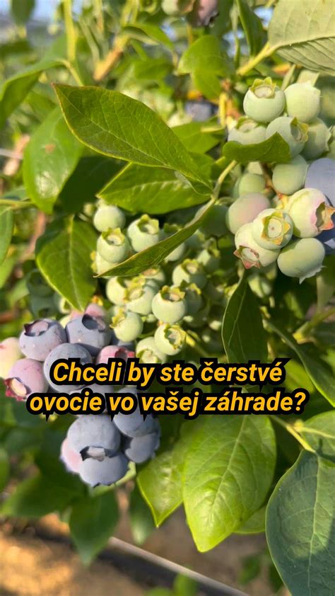 Infografika: porovnanie spôsobov zavárania čučoriedok (rúra, hrniec, umývačka)