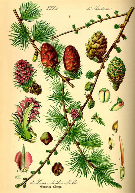 Ilustrácia porovnania druhov šišiek a ich využitie