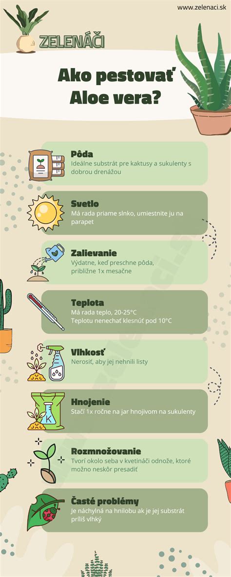 Infografika: Aloe vera a kokosový olej pre spevnenie pokožky brucha