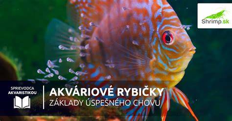 Infografika: Hlavné komponenty a princíp chovu akváriových rýb
