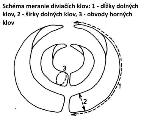 Infografika: CIC bodovanie klov diviaka