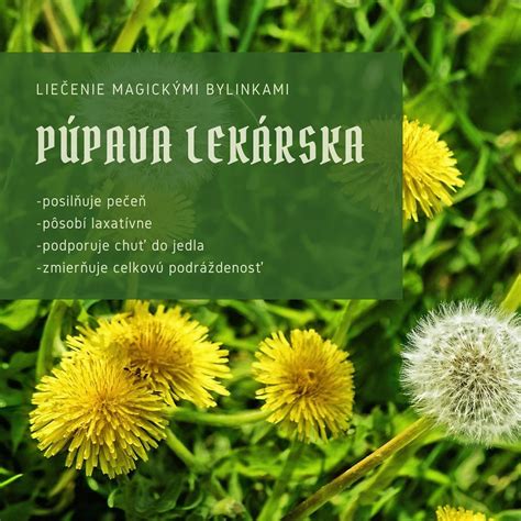 Infografika: Využitie púpavy, recepty a postupy