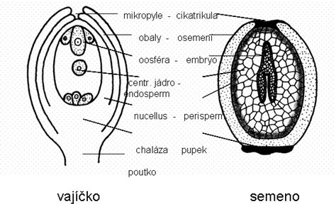 Schéma stratifikácie semien smrku