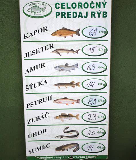 Infografika: Rôzne druhy rýb pre inšpiráciu (Nemo, Zlatá rybka, Pstruh, Šťuka)