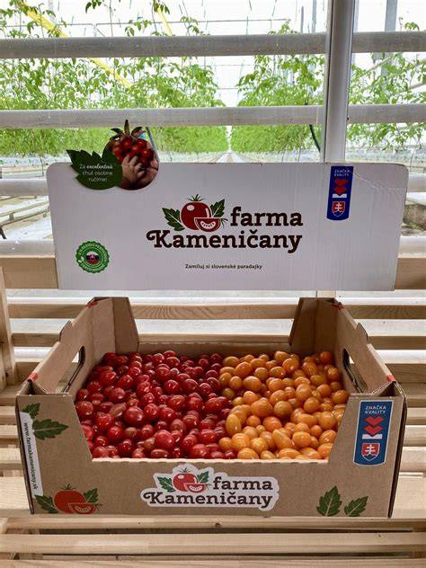 Plán podujatia Kameničianska Rajčináda - Farme Kameničany