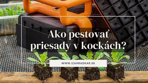 Infografika: Ako prebieha predpestovanie priesad