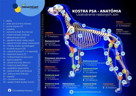 Infografika anatómie diviaka a vitálnych zón