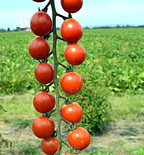 Infografika: Typy rajčín a ich charakteristiky (tyčkové, kríčkové, cherry)