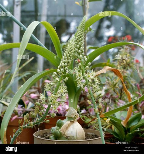 Rastlina Ornithogalum longibracteatum