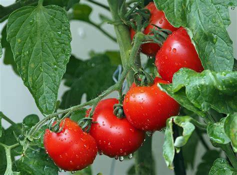 Infografika: sprievodca výberom odrôd cherry paradajok