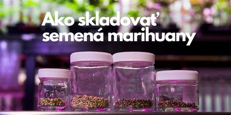Infografika: Správne skladovanie a sušenie semien uhoriek