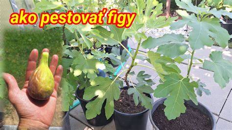 Rôzne typy lisovaných sušienok ako ukážka variácií