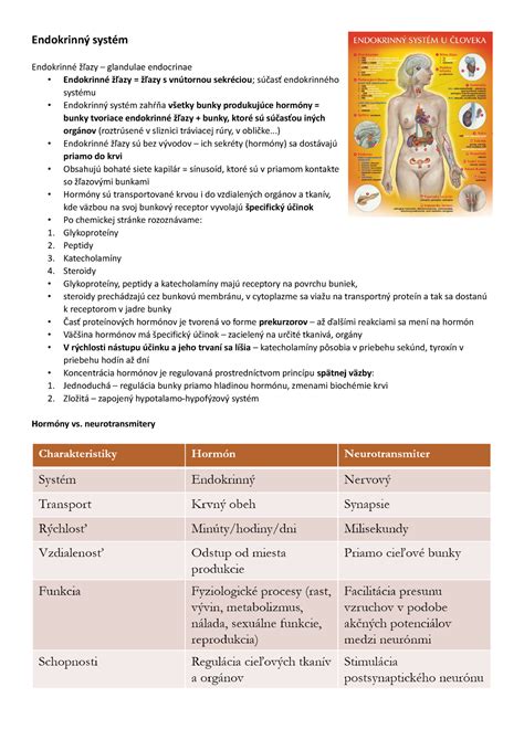 Inštruktívna infografika: Hormonálny systém a hlavné endokrinné žľazy