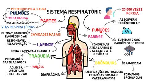 Anatomia lezca obojživelného