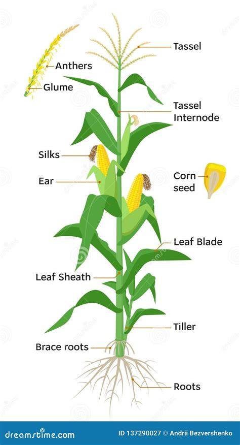 Illustration of maize plant and its parts