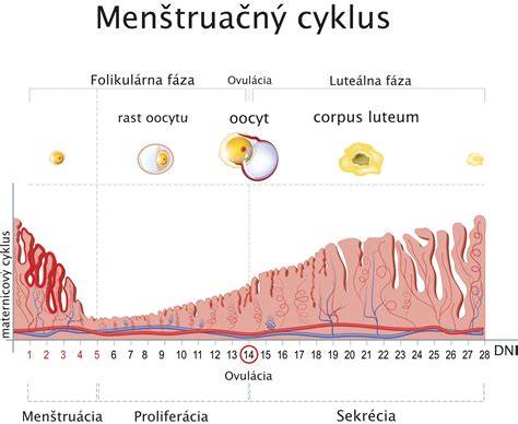 Infografika: Ako funguje menštruačný cyklus a čo môže spôsobovať meškanie
