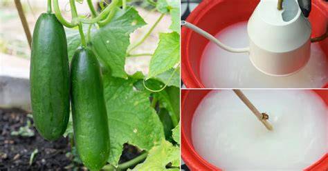 Video: How to make yeast fertilizer for cucumbers