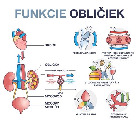 Schematické znázornenie funkcie obličiek