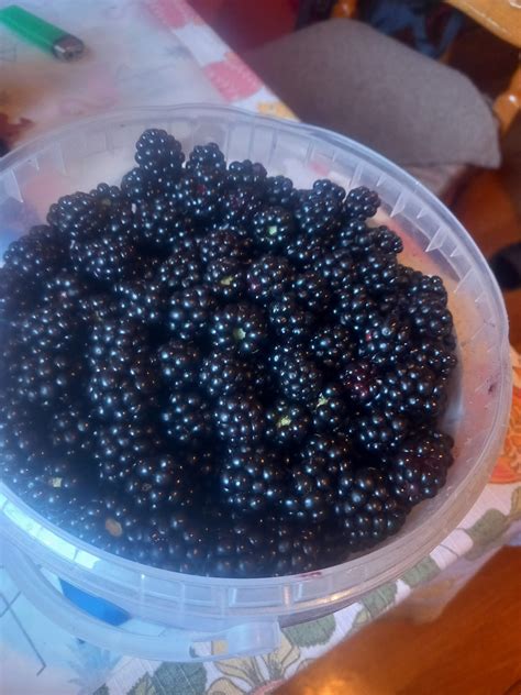 Čerstvé černice na tanieri