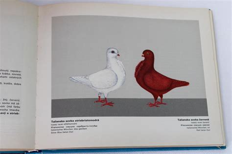Ilustrácia typických plemien: štýly srsti a postavy