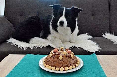Zloženie zdravej torty pre psa