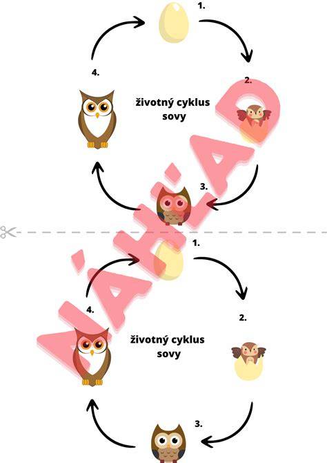 Infografika: Životný cyklus mrkvy a hlavné faktory úspešného pestovania