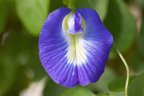 Kvet motýlieho hrachu (Clitoria ternatea)
