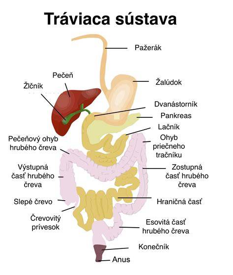 Infografika: Žlčník a tráviaca sústava, s vyznačením žlče a jej významu