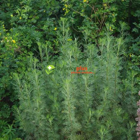 Rastlina palina abrotská (Artemisia abrotanum) s typickými listami