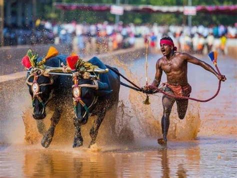 Kambala veľká