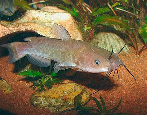 Sumček hnedý (Ictalurus nebulosus)